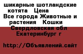 шикарные шотландские котята › Цена ­ 15 000 - Все города Животные и растения » Кошки   . Свердловская обл.,Екатеринбург г.